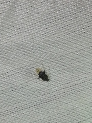 Pycnoderes quadrimaculatus