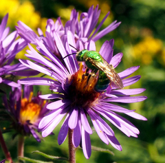 Agapostemon sericeus