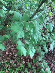 Ribes alpinum