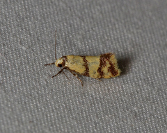 Psaroxantha basilica