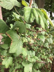 Ribes alpinum