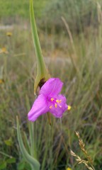 Tradescantia hirta