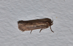 Micropeteina dryinodes