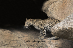 Panthera pardus fusca