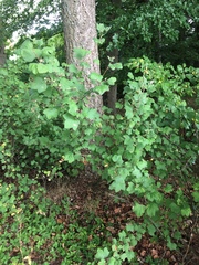 Ribes alpinum