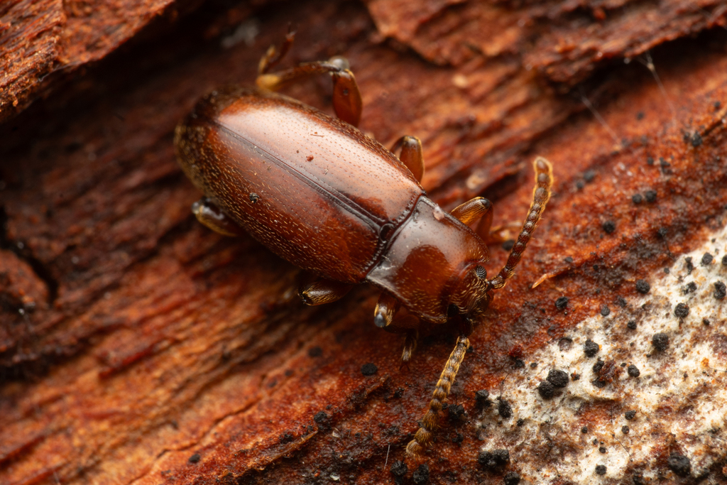 Xenomycetes morrisoni