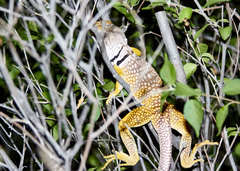 Crotaphytus nebrius
