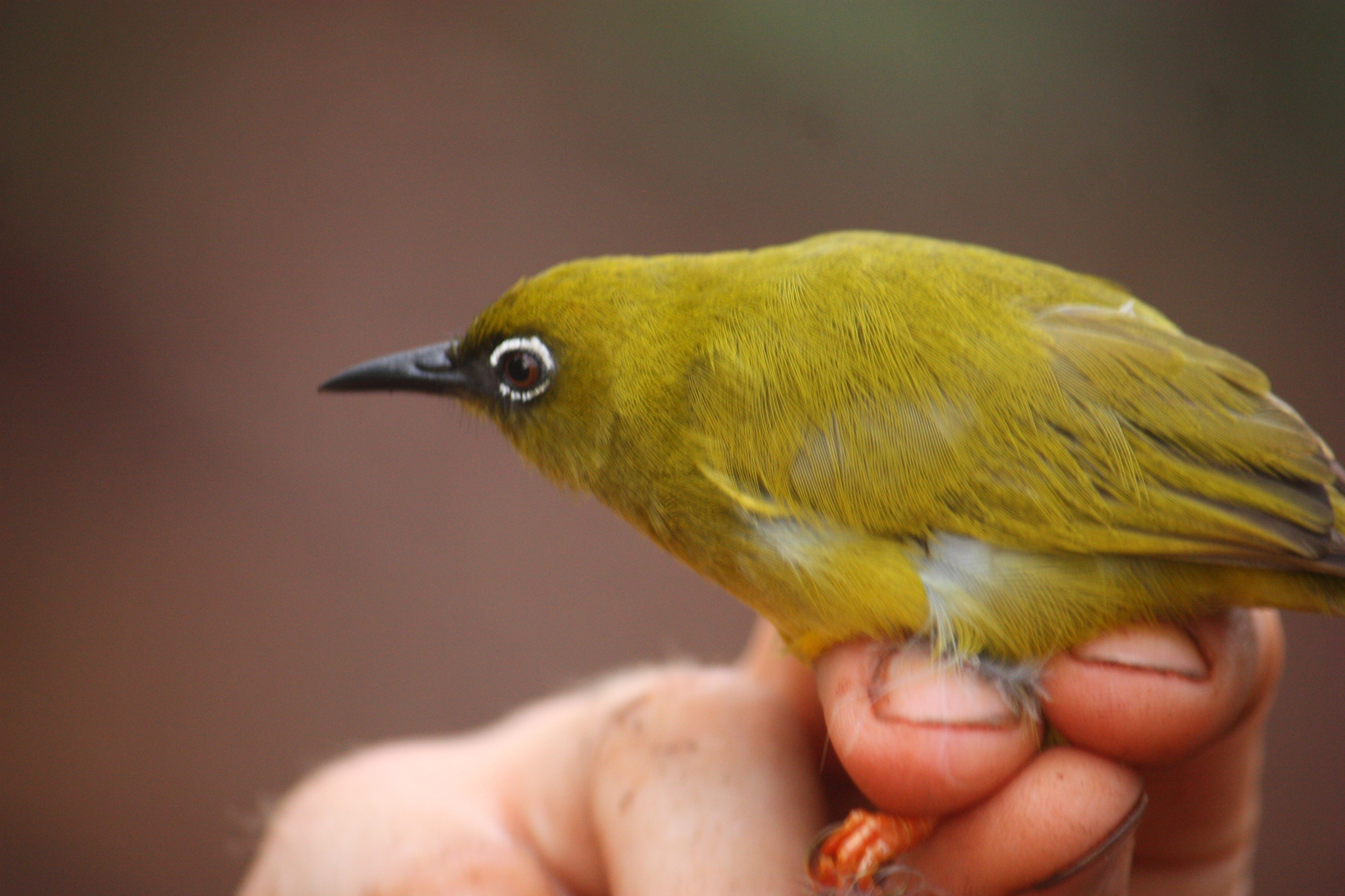 Solomons White-eye illustration