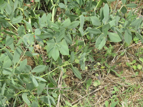 baptisia leucophaea