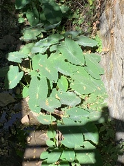 Colocasia esculenta