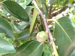 Diospyros maritima
