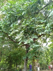 Diospyros maritima