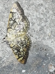 Psara