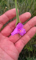 Tradescantia hirta