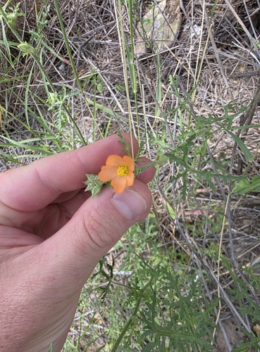 Image of Sphaeralcea pedatifida by (c) Cleveland Powell, some rights reserved (CC BY)