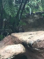Mandrillus sphinx