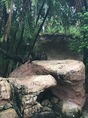 Mandrillus sphinx