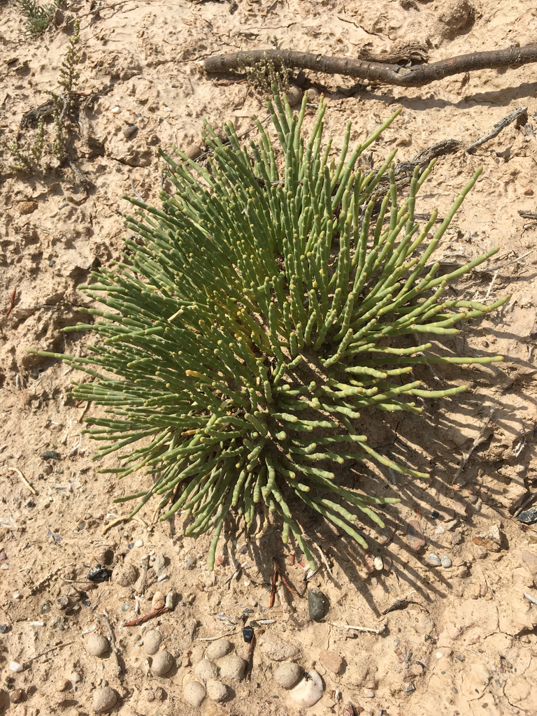 Anabasis cretacea