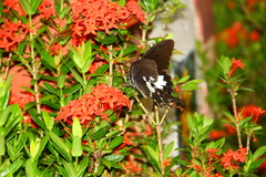 Papilio nephelus chaonulus