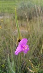 Tradescantia hirta
