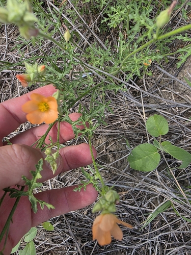 Image of Sphaeralcea pedatifida by (c) Cleveland Powell, some rights reserved (CC BY)