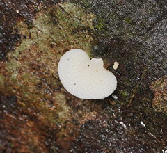 Favolaschia pustulosa