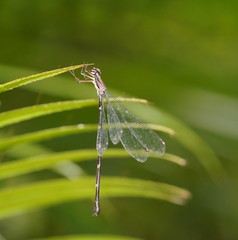 Synlestes tropicus
