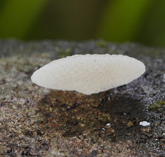 Favolaschia pustulosa