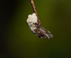 Entomophthoraceae