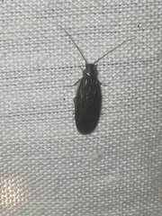 Compsodes schwarzi