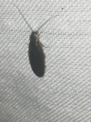 Compsodes schwarzi