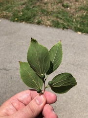 Celtis