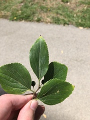 Celtis