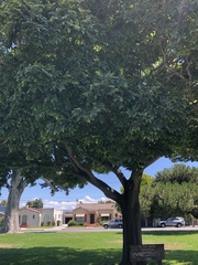 Celtis