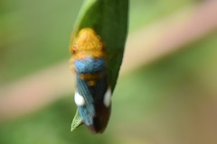 Oncometopia nigricans