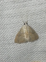 Glaphyriinae