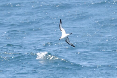Hawaiian Petrel (Pterodroma sandwichensis), photo 5