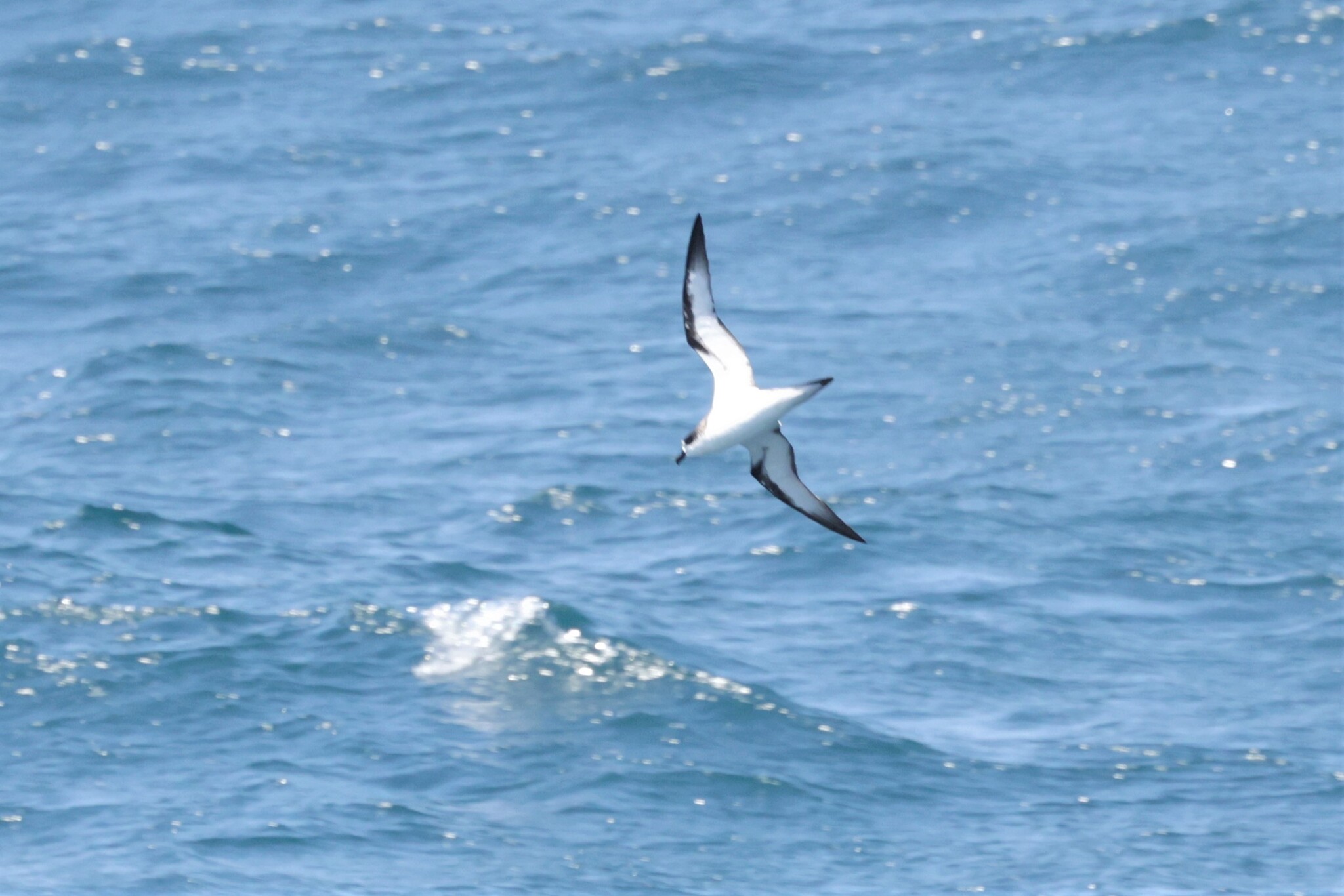 Hawaiian Petrel (Pterodroma sandwichensis), photo 5