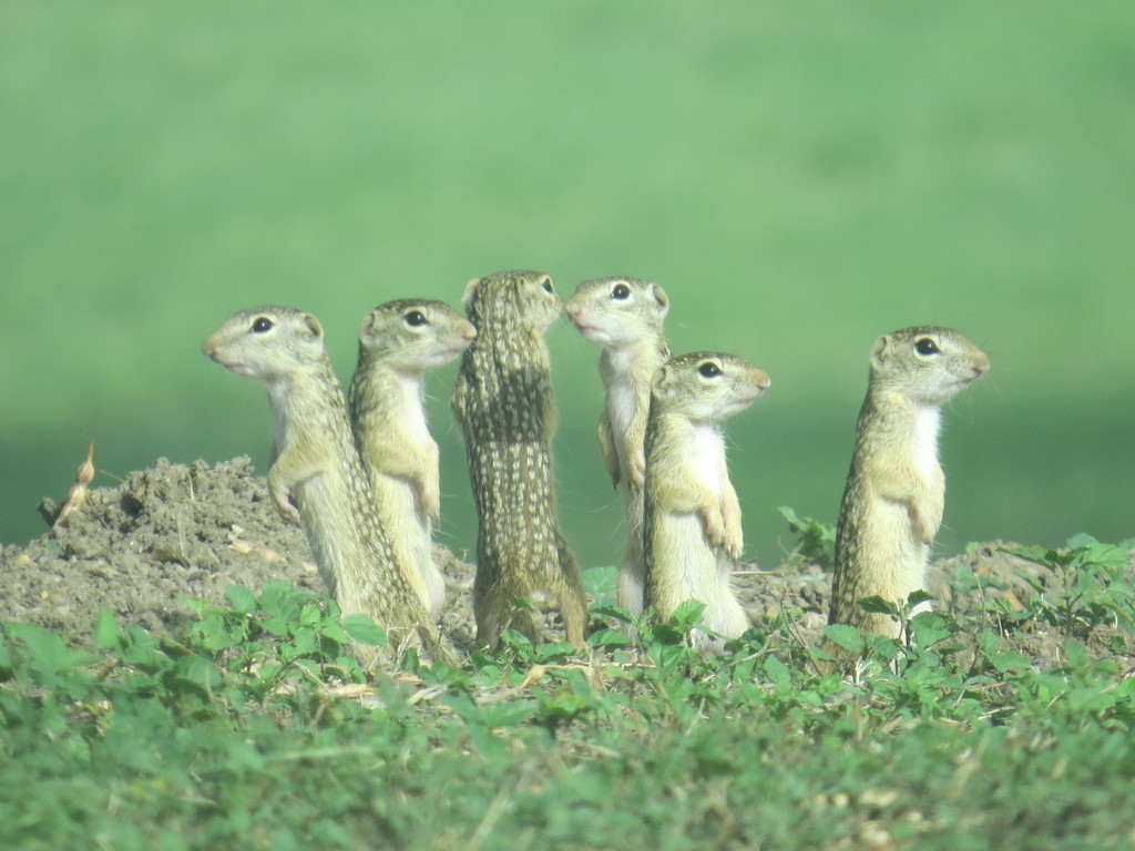 Rio Grande Ground Squirrel