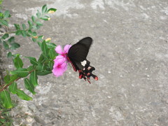 Byasa polyeuctes termessus