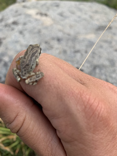 iNaturalist observation photo of Pacific chorus frog