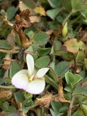 Trifolium monanthum