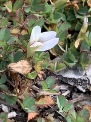 Trifolium monanthum