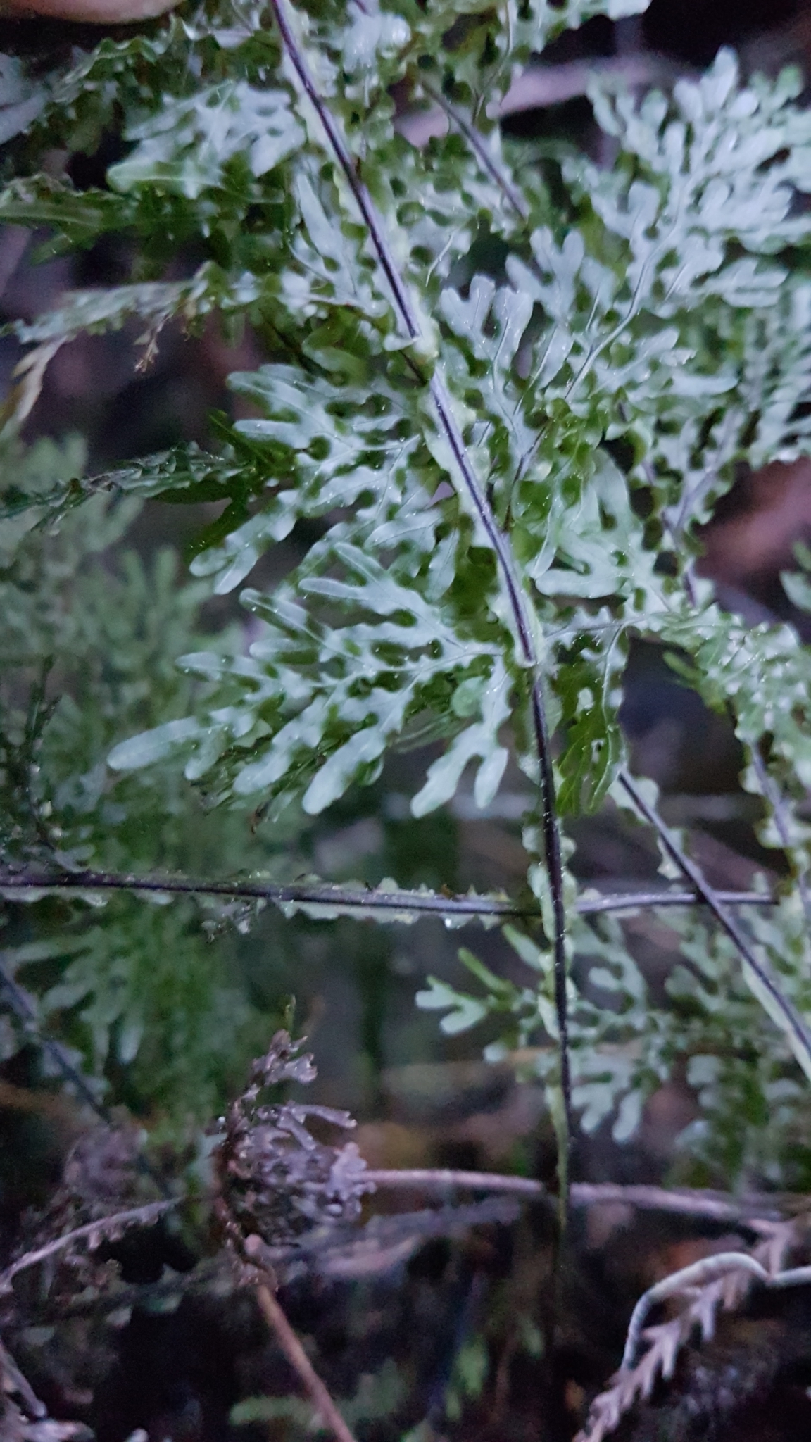 Hymenophyllum flexuosum image