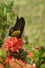 Troides aeacus formosanus