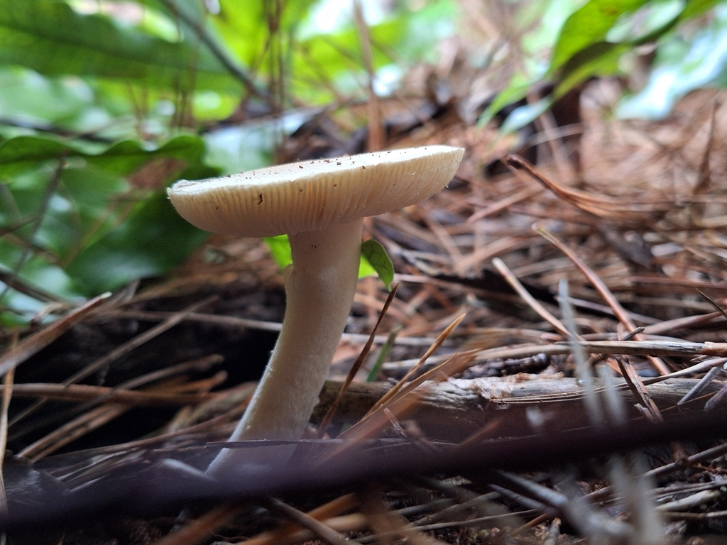 Amanita junquillea · April 2025 · photo: © juliette_f (iNaturalist, cc-by)
