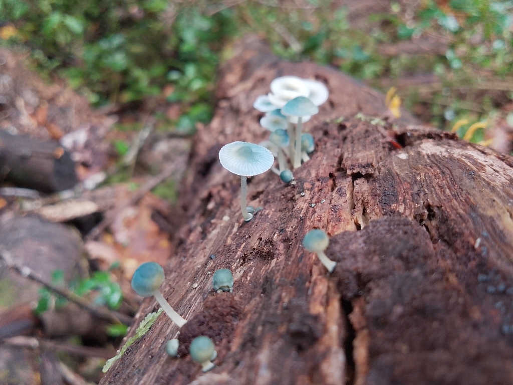 Mycena cyanocephala · April 2025 · photo: © tomitalula (iNaturalist, cc-by)