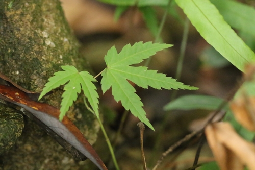 Image of Acer tutcheri by no rights reserved