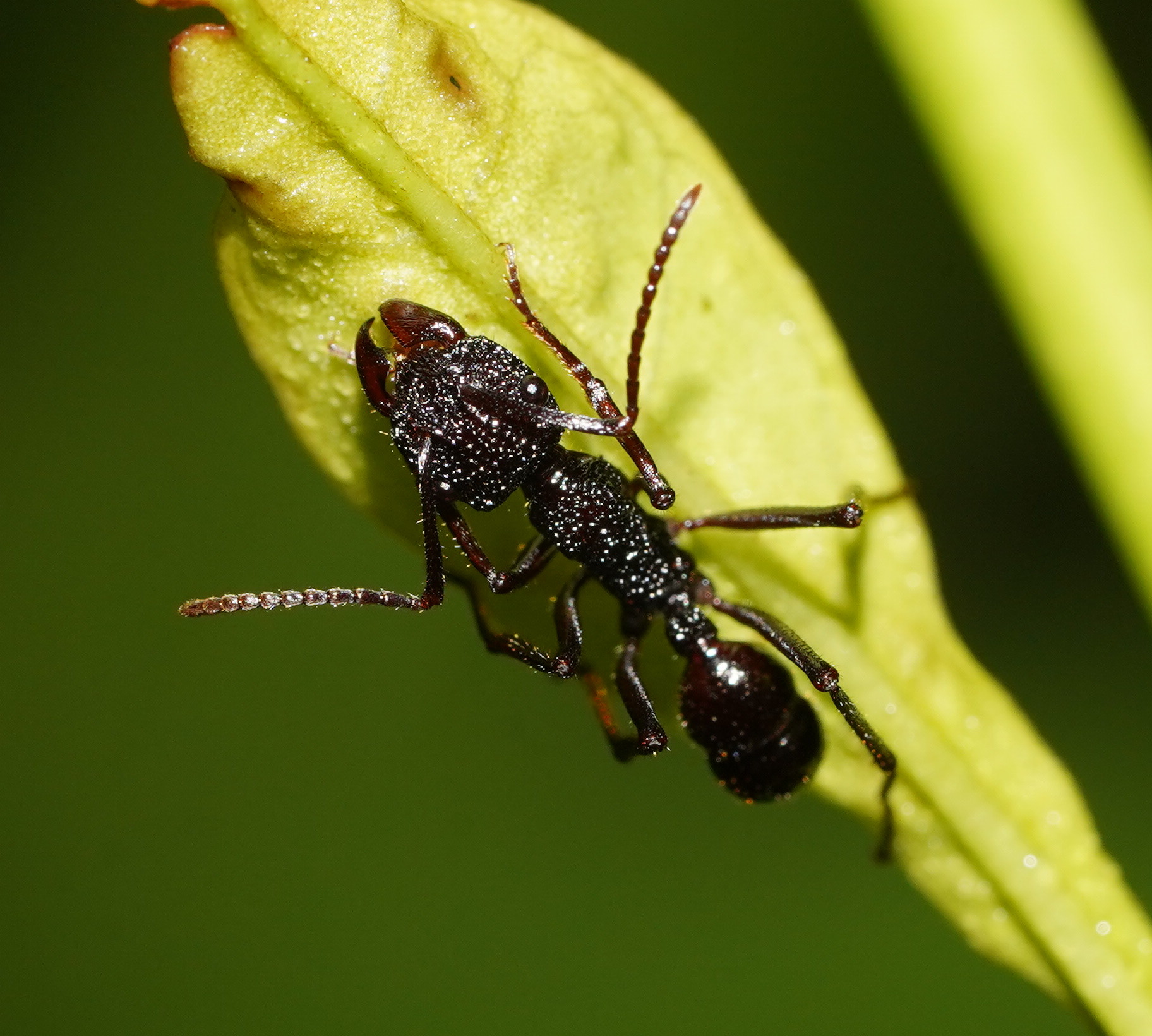 Rhytidoponera laticeps
