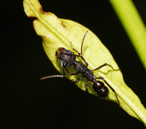 Rhytidoponera laticepsRhytidoponera laticeps